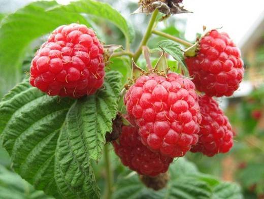 Ольга Рымшина