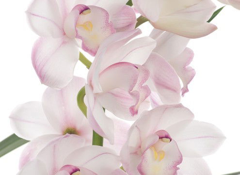 Марина Забрамская