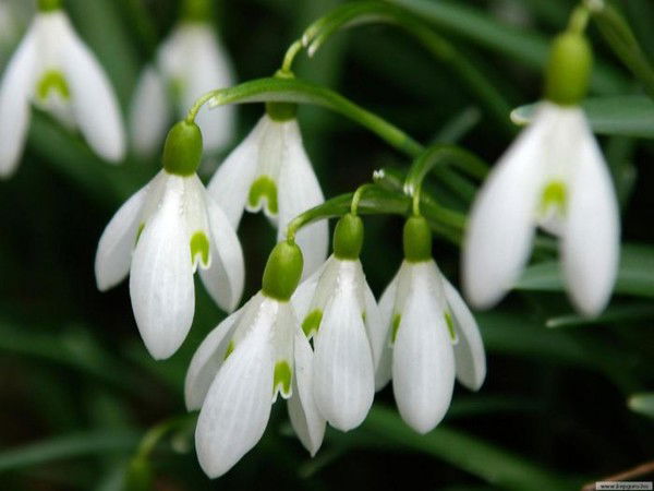 Галина Сивова