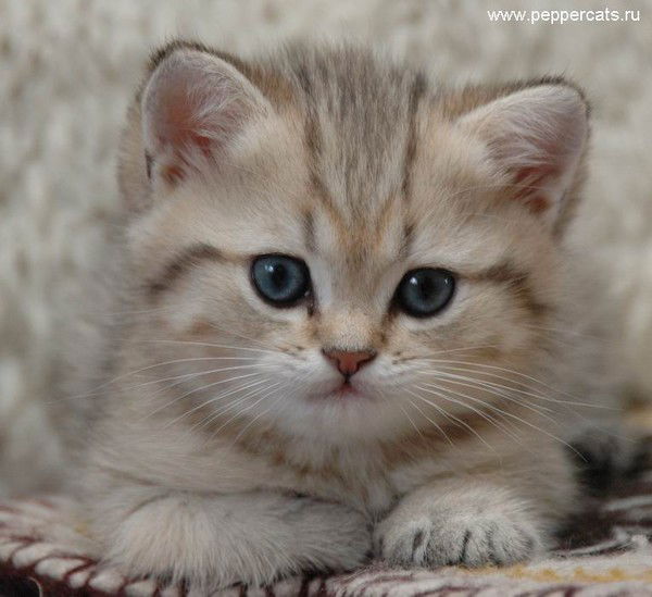 Ирина Торичко