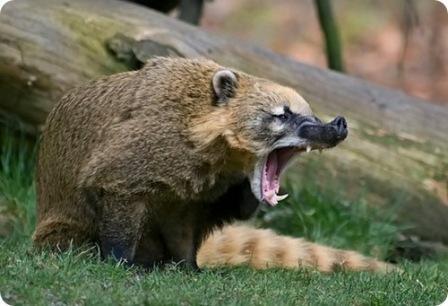 Марсель Сулейманов