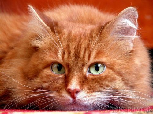 Людмила Храмова