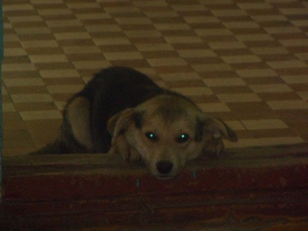 Виктор Литвин