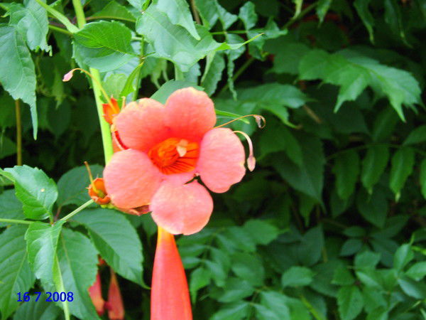 Людмила Козачишена