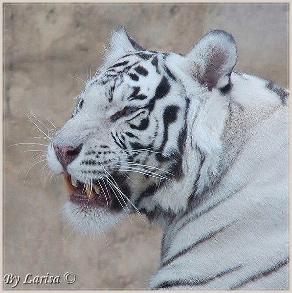 Роман Компанец