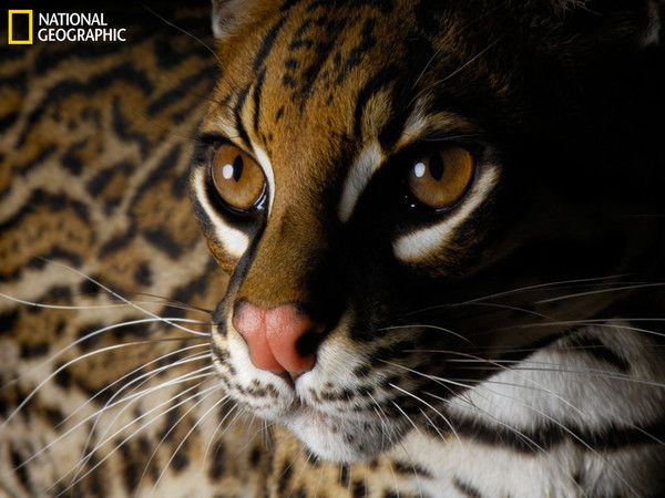 Кристина Сахнюк