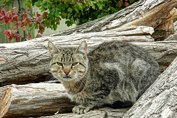 Николай Племенной
