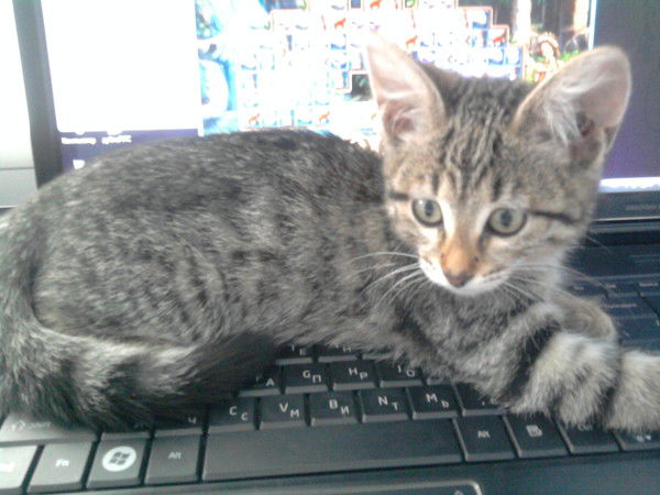 Лена Киселёва