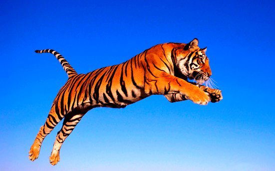 Мужчина Крепкий