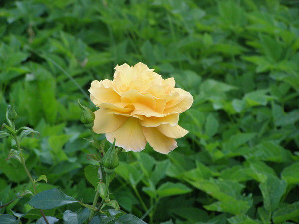 Настя Коршунова