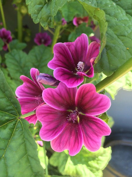 Антонина Атапина