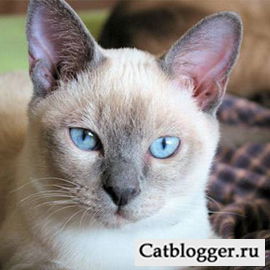 Наташа Теняева