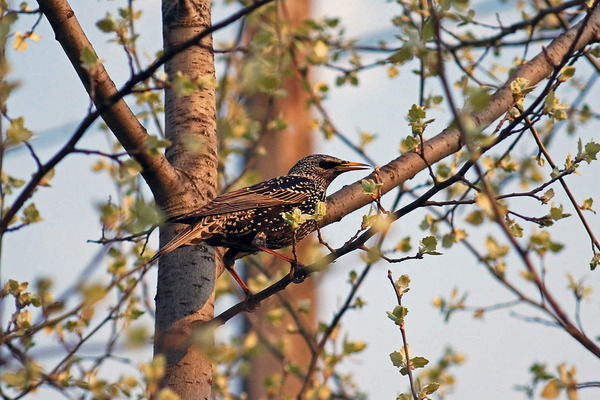 Надежда Пенькова