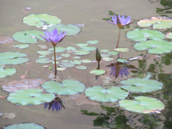 Марина Черкасова