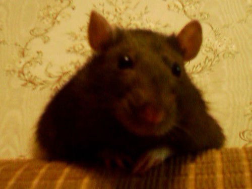 Шалкова Юлия