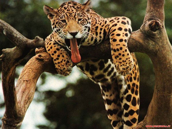 Ренат Гильманов