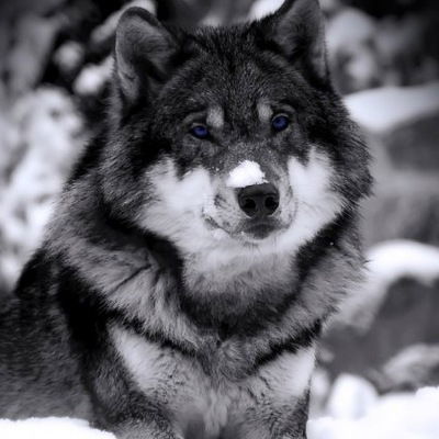 Леонид Сотников