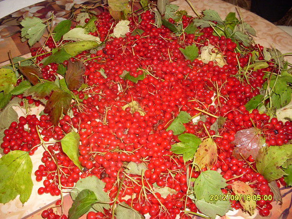 Ирина Бильская