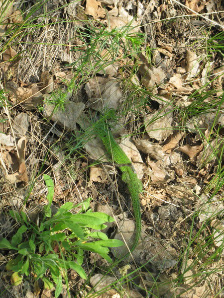 Наталья Синёва