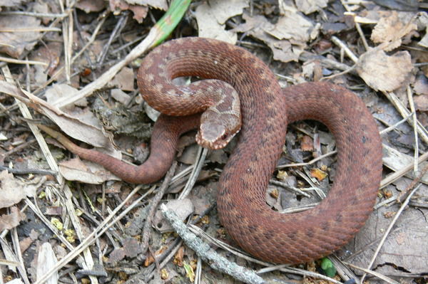 Виктория Павлюк