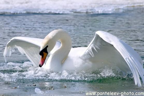 Эльмира Рудник