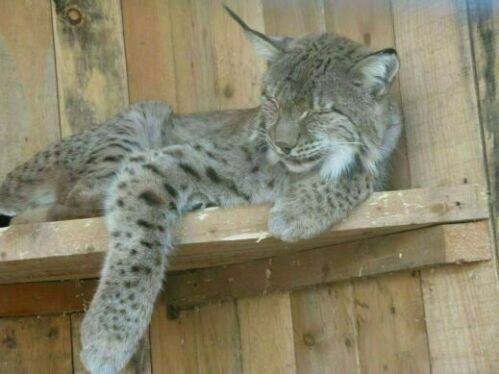 Елена Шестера