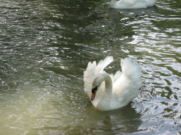 Виктория Крутовских