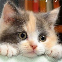 Наталья Кокорышкина