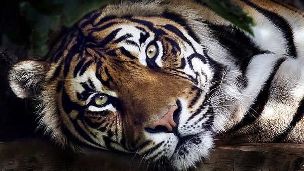 Константин