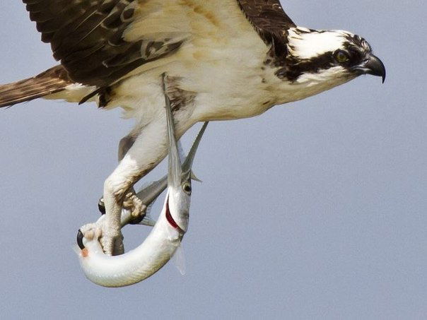 Не Может Быть!!!