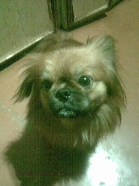 Юрий Шустер