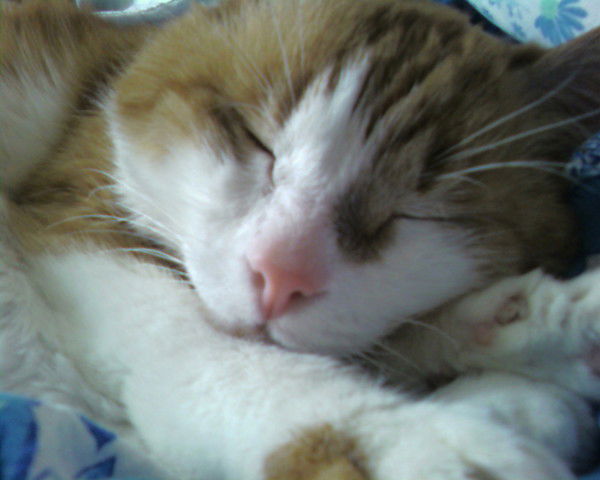 Павел Хесин