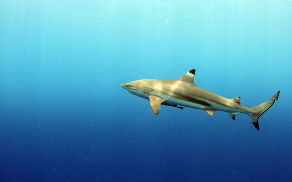 Игорь Игорь