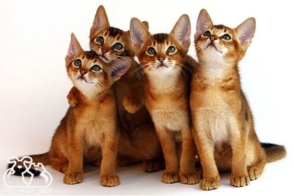 Евгения Ветрова