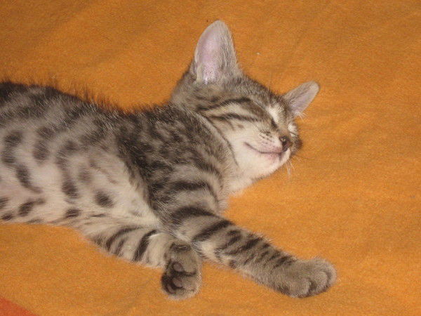 Sweet_Tooth25 Sweet_Tooth25