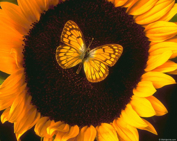 Олеся &amp; Карамелька