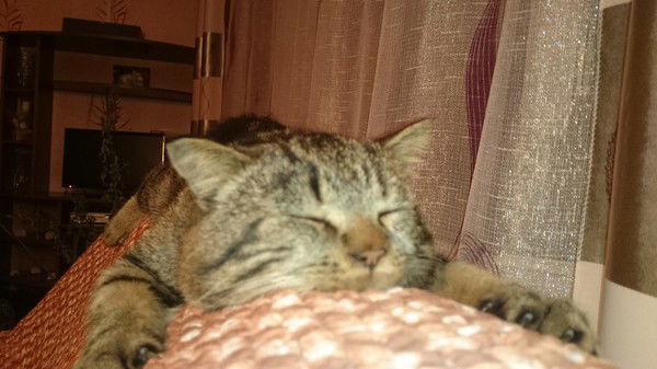 Алена Климова