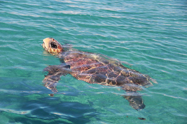 Иванова Ирина