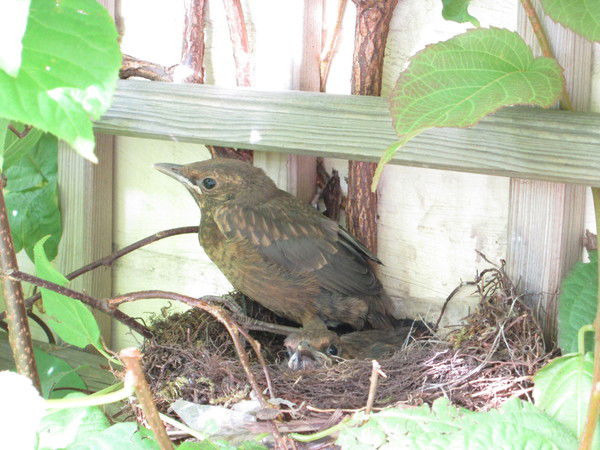 Анжелика Новикова