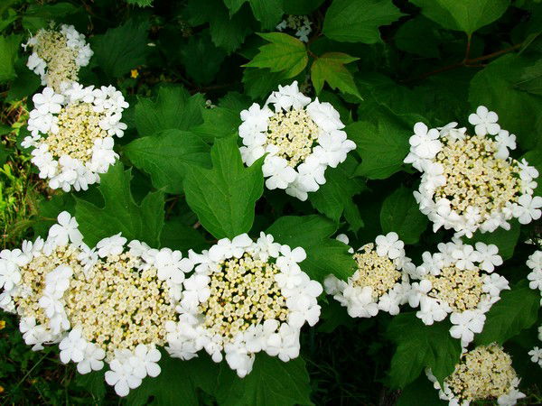 Наташа Титовец