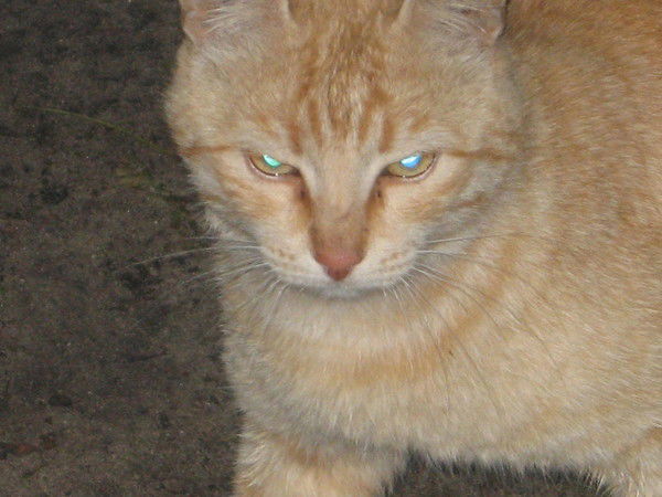 Максим Михаилов