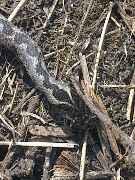 Дмитрий Шаповалов