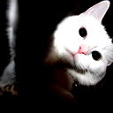 Андрей Кот