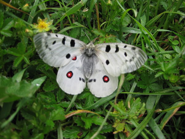 Асия Кожахметова