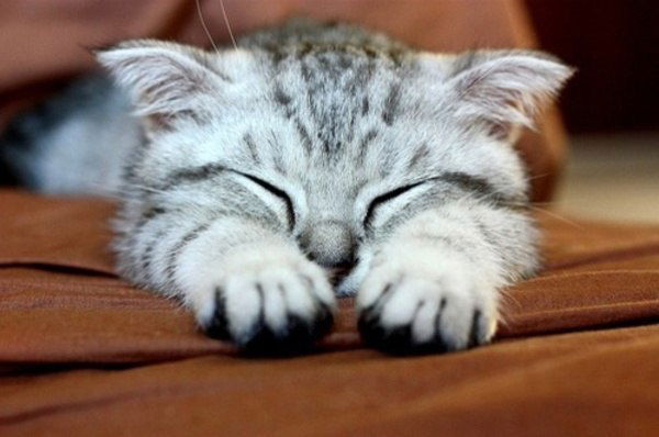 Татьяна Куликова