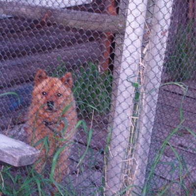 Игорь Политов