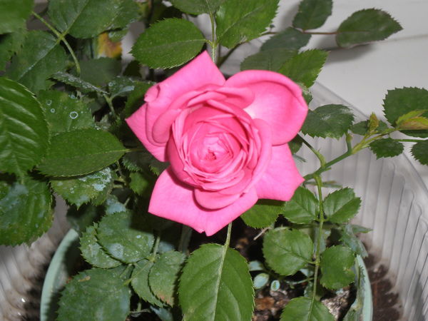 Марина Агеева