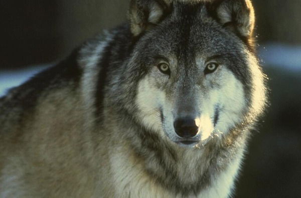 Сергей Матковский