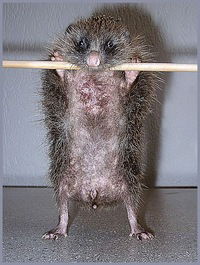 Руслан Ежов