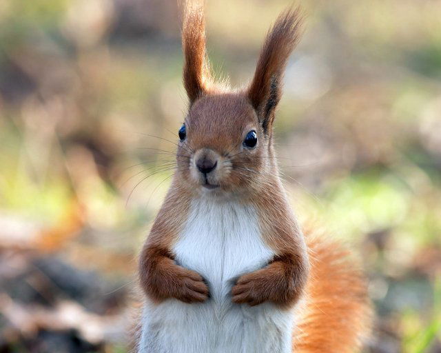 Андрей Кобзарев